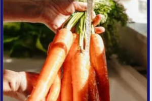 Americanews-Carrot